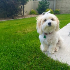 Bentley