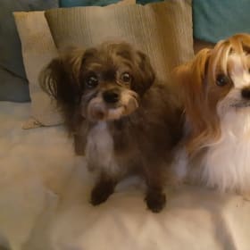 Flossie and Halle - mill survivors