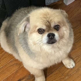 Bailey Boomer Boy