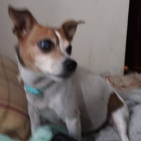 Piper