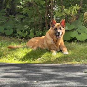 Leo the Lionhearted
