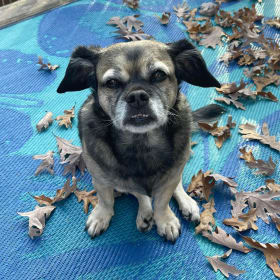 Maggie