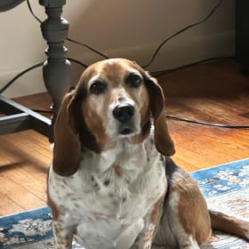 Sadie Louise