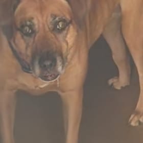Millie is a 8yr old Black Mouth Cur adopted from All 4 Paws  rescue