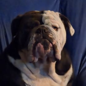 Dozer
