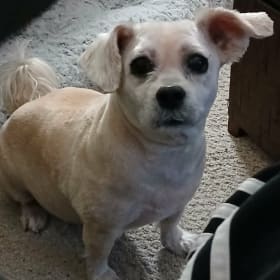 Zak