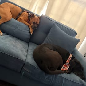 Luna and shadow