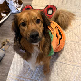 Addie