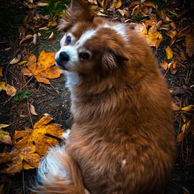 Duke