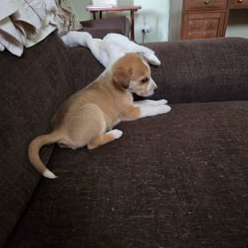 Maci