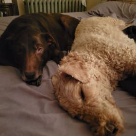 Jingles and Sweetpea