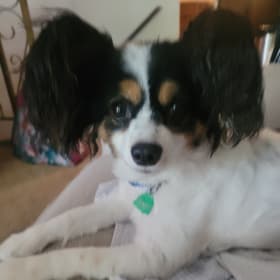 Loki