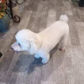 Cici