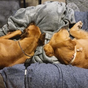 Moose and Daisy Mae
