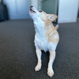 Fitz is a funny talking spinning dude who enjoys life to the max