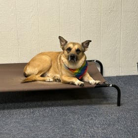 Koda