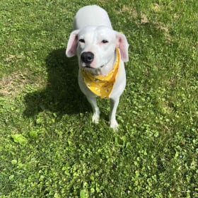 Darla