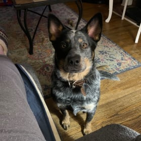 Bindi