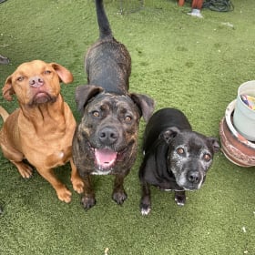 Sam    Maggie      Coco