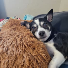 Gizmo