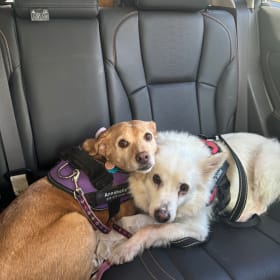 Annabelle and dandy