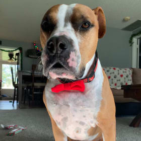 ArcherAKAChewChewChaRoo