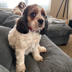 PJ