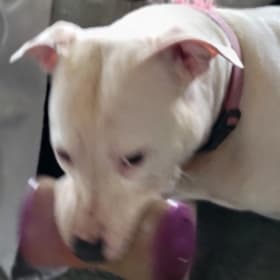 Pepper