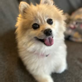 Ms Lulu