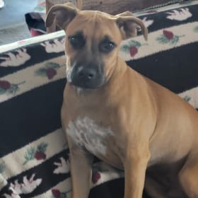 Bruno