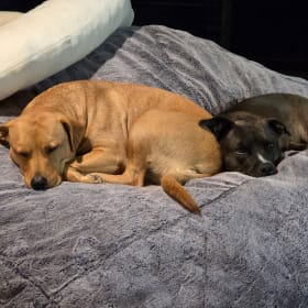 Stella and Enzo