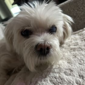 Happy Daisy Mae