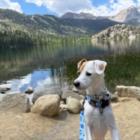 Charlie Chicken Giovanni