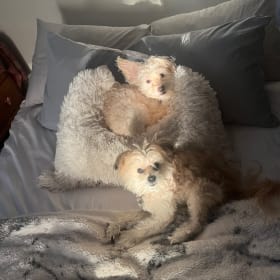 Noelani and Koko