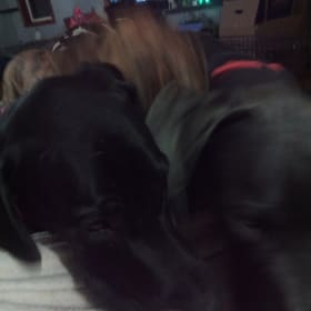 The pack