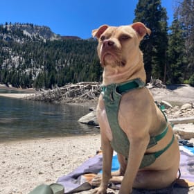 Maggie