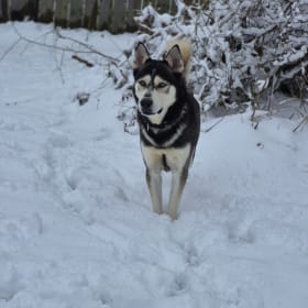 Koda