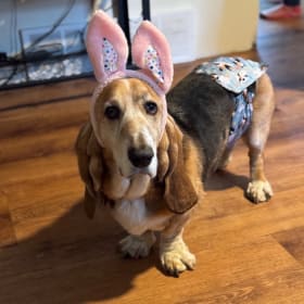 Fredward the Magnificent