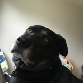 Murphy my rescue dog