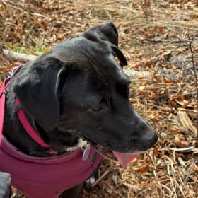 Clover aka Buttercup