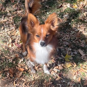Louie