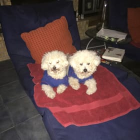 Baci and Gnocchi brothers just chilling together