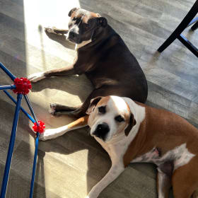 Zeus and Bella