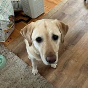 Bailey