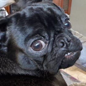 Bug The Pug