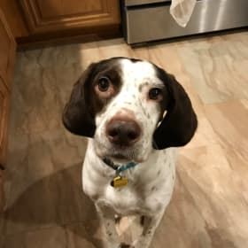 Bella