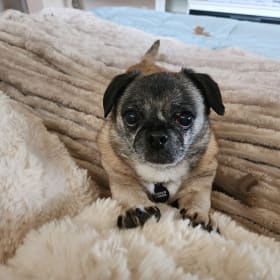 Gus