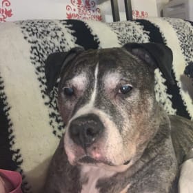 Duke