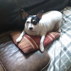 Oreo