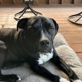 Oreo